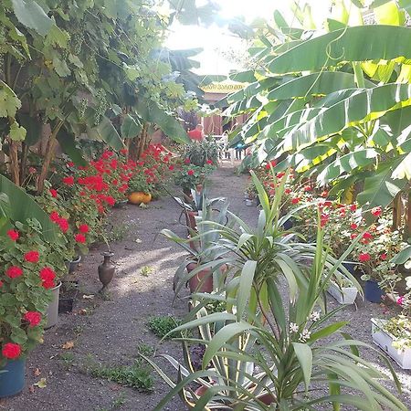 תלאווי Guest House Cico מראה חיצוני תמונה